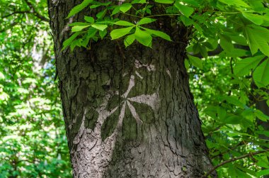 Ağaç gövdesinde bir at kestanesinin gölgesi (Aesculus hippocastanum) yaprağı
