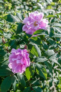 Bahçede çiçek açan güzel pembe güller, yaz arkaplanı
