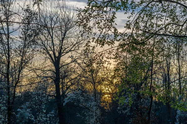Природний Фон Гілок Над Помаранчевим Небом Заході Сонця — стокове фото