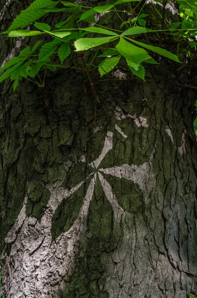 Тень Конского Каштана Aesculus Hippocastanum Лист Стволе Дерева — стоковое фото