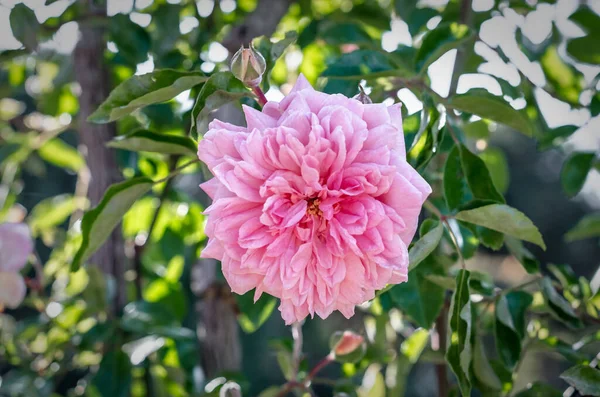 美丽的粉红玫瑰在花园里绽放 夏日的背景 — 图库照片