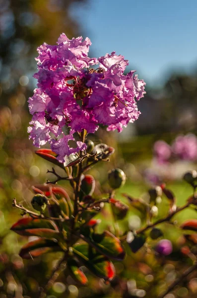 Flores Cor Rosa Bloom — Fotografia de Stock