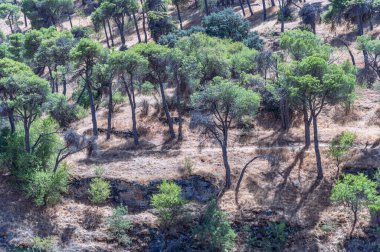 İspanya 'nın merkezinde kurak bir Akdeniz çam ormanı manzarası