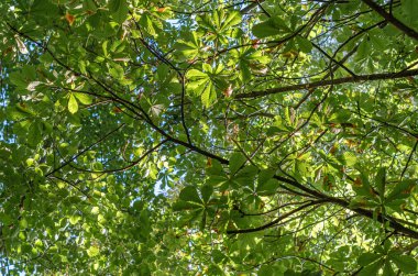 Doğa detayı, yeşil yapraklar arka plan