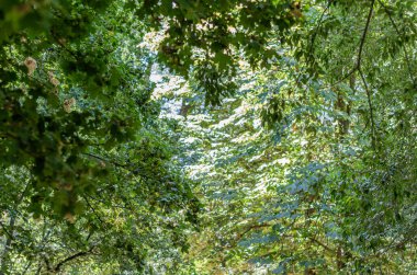 Doğa detayı, yeşil yapraklar arka plan