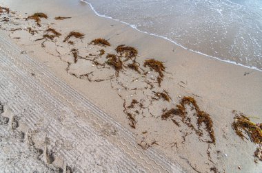 Deniz yosunlarının ve deniz kabuklarının doğal arka planı