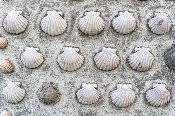 Variegated scallop shells decorating the wall of a building in Galicia, northwestern Spain