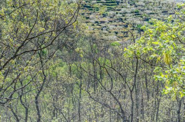 Baharda bir orman manzarası, Garganta de los Infiernos Doğa Koruma Alanı, Caceres Bölgesi, Extremadura, İspanya