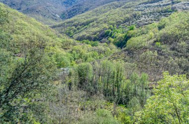 Baharda bir orman manzarası, Garganta de los Infiernos Doğa Koruma Alanı, Caceres Bölgesi, Extremadura, İspanya