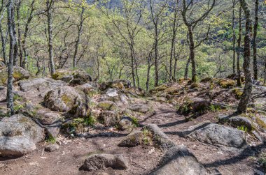 Baharda bir orman manzarası, Garganta de los Infiernos Doğa Koruma Alanı, Caceres Bölgesi, Extremadura, İspanya