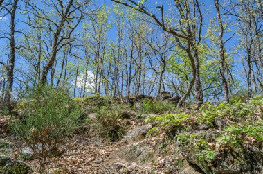 Baharda bir orman manzarası, Garganta de los Infiernos Doğa Koruma Alanı, Caceres Bölgesi, Extremadura, İspanya