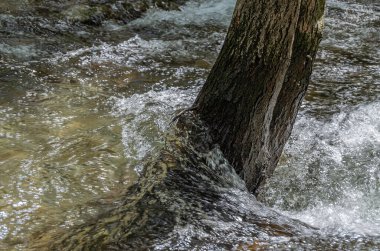 Ağaçların arasından akan, şiş bir dağ nehri manzarası.