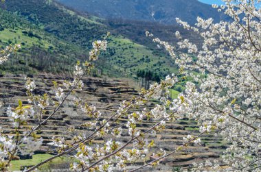 Baharda Jerte Vadisi, Extremadura, İspanya 'da kiraz çiçekleriyle manzara