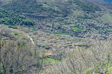 Baharda Jerte Vadisi, Extremadura, İspanya 'da kiraz çiçekleriyle manzara