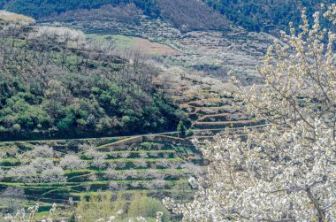 Baharda Jerte Vadisi, Extremadura, İspanya 'da kiraz çiçekleriyle manzara