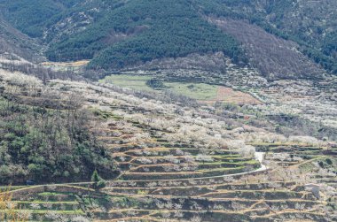 Baharda Jerte Vadisi, Extremadura, İspanya 'da kiraz çiçekleriyle manzara
