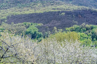 Baharda Jerte Vadisi, Extremadura, İspanya 'da kiraz çiçekleriyle manzara