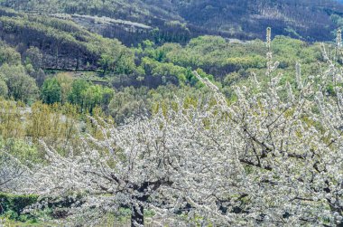 Baharda Jerte Vadisi, Extremadura, İspanya 'da kiraz çiçekleriyle manzara