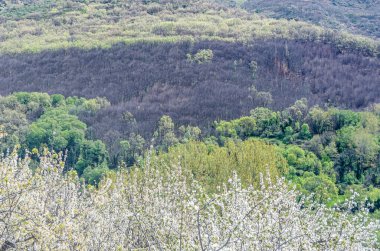 Baharda Jerte Vadisi, Extremadura, İspanya 'da kiraz çiçekleriyle manzara
