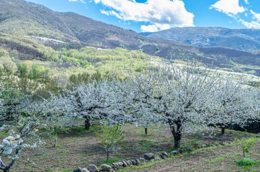 Baharda Jerte Vadisi, Extremadura, İspanya 'da kiraz çiçekleriyle manzara
