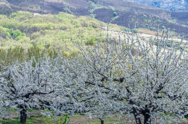Baharda Jerte Vadisi, Extremadura, İspanya 'da kiraz çiçekleriyle manzara