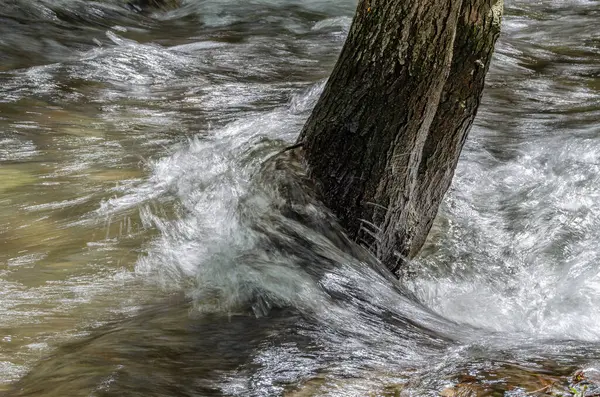 木の間を流れる腫れた山の川の眺め ロイヤリティフリーのストック画像