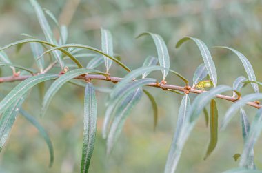 Yapraklı bir dalda yeşil koku böceği (Nezara viridula)
