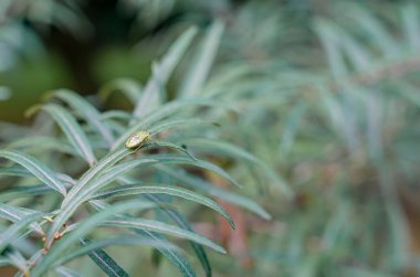Yapraklı bir dalda yeşil koku böceği (Nezara viridula)