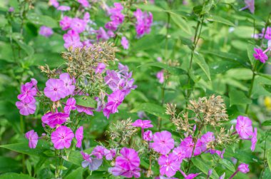 Yazın filizlenen Phlox çiçekleri, doğal arka plan