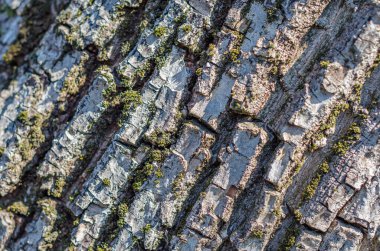 Ağaç kabuğu, doğal arka plan dokulu görüntü