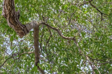Sonbaharda ceviz ağacında olgunlaşmış ceviz