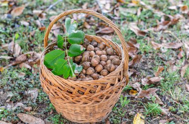 Sepette taze toplanmış cevizler.