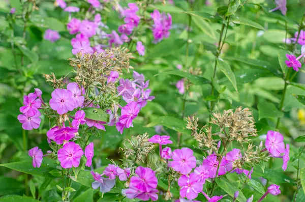 Yazın filizlenen Phlox çiçekleri, doğal arka plan