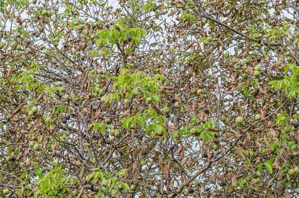 Ripe walnuts on a walnut tree, in autumn