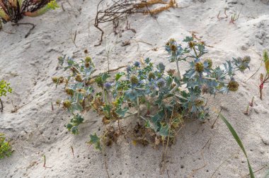 İspanya 'nın kuzeybatısındaki Lugo ilinin Foz kasabasındaki Cantabrian Denizi kıyılarındaki tipik kum örtüsü.