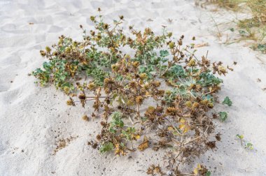 İspanya 'nın kuzeybatısındaki Lugo ilinin Foz kasabasındaki Cantabrian Denizi kıyılarındaki tipik kum örtüsü.