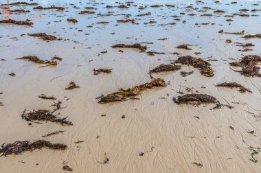 Sahilde yosun, doğal arka plan.