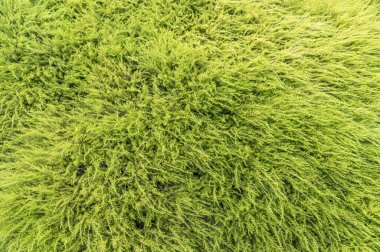 Bir kozalağın dekoratif yeşilliği, doğal arkaplan