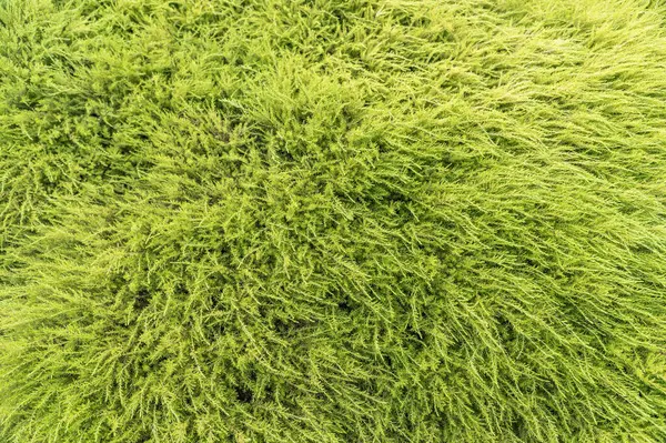 Bir kozalağın dekoratif yeşilliği, doğal arkaplan