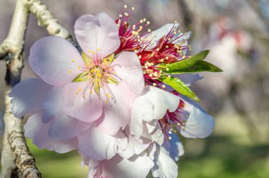 Badem ağaçları baharda Madrid, İspanya 'daki Quinta de los Molinos Parkı' nda çiçek açıyor