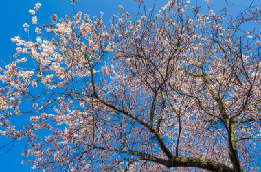 Almond trees in bloom in spring in Quinta de los Molinos Park in Madrid, Spain clipart