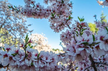Badem ağaçları baharda Madrid, İspanya 'daki Quinta de los Molinos Parkı' nda çiçek açıyor