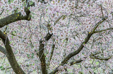Badem ağaçları baharda Madrid, İspanya 'daki Quinta de los Molinos Parkı' nda çiçek açıyor