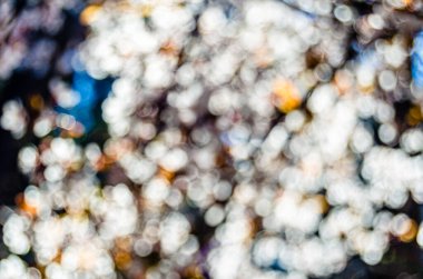 İlkbaharda çiçek açan kiraz ağacının bulanık görüntüsü, doğal arka plan.