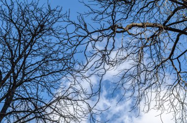 Leafless branches over blue sky background in winter