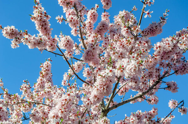 Almond trees in bloom in spring in Quinta de los Molinos Park in Madrid, Spain