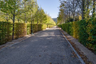 Parkta sonbahar güzel doğal renkler