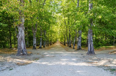 Sonbaharda ormandaki patika manzarası