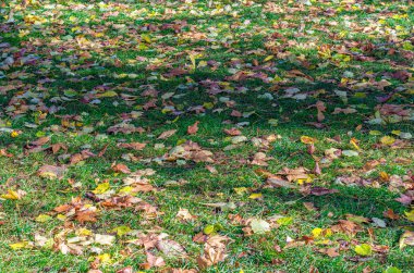Sonbahar ayrıntıları, doğal çimenlerin üzerine düşen renkli yapraklar.