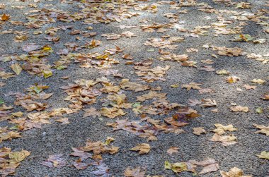 Sonbahar ayrıntıları, asfaltta renkli yapraklar.